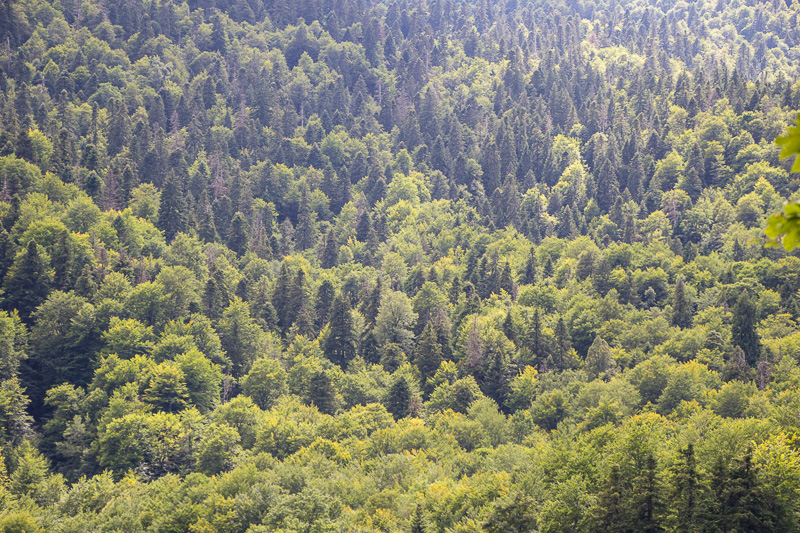 Lush hillsides by the Lake at Biogradska Gora