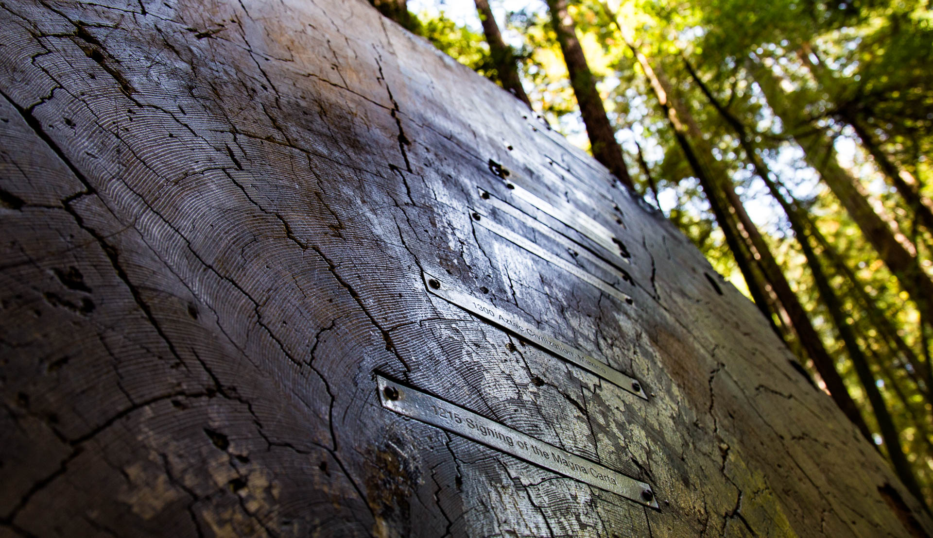 treeplaques