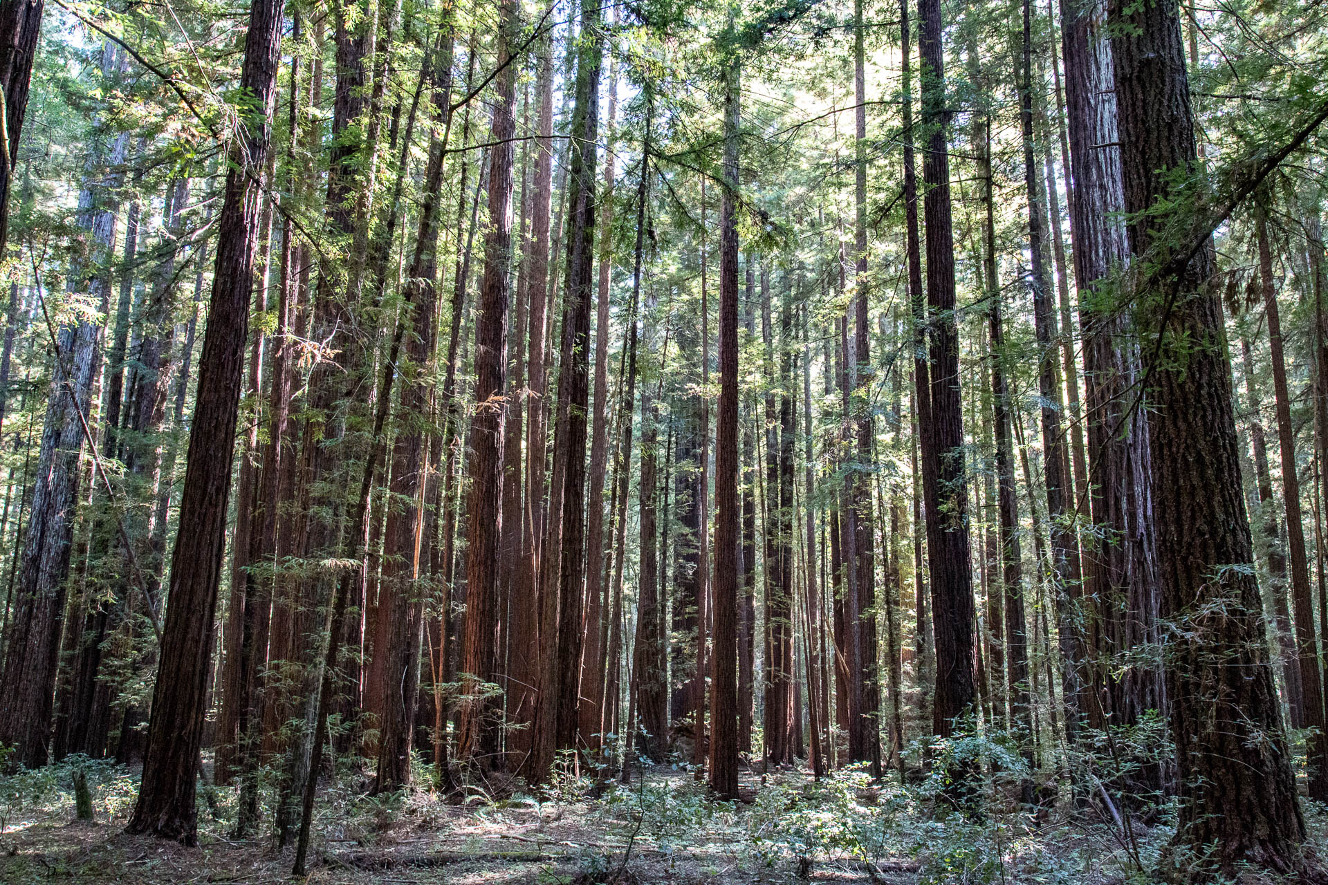 Napa Valley and Giant Redwoods