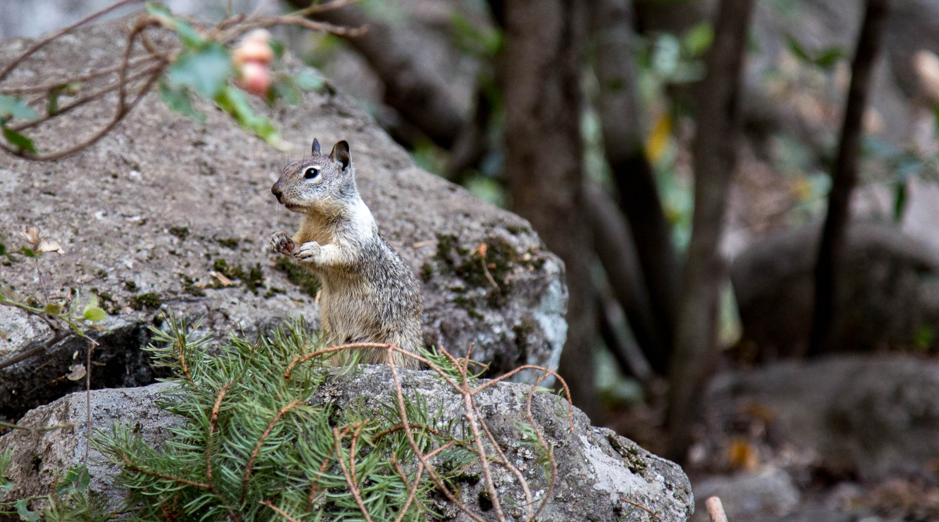 notsquirrel