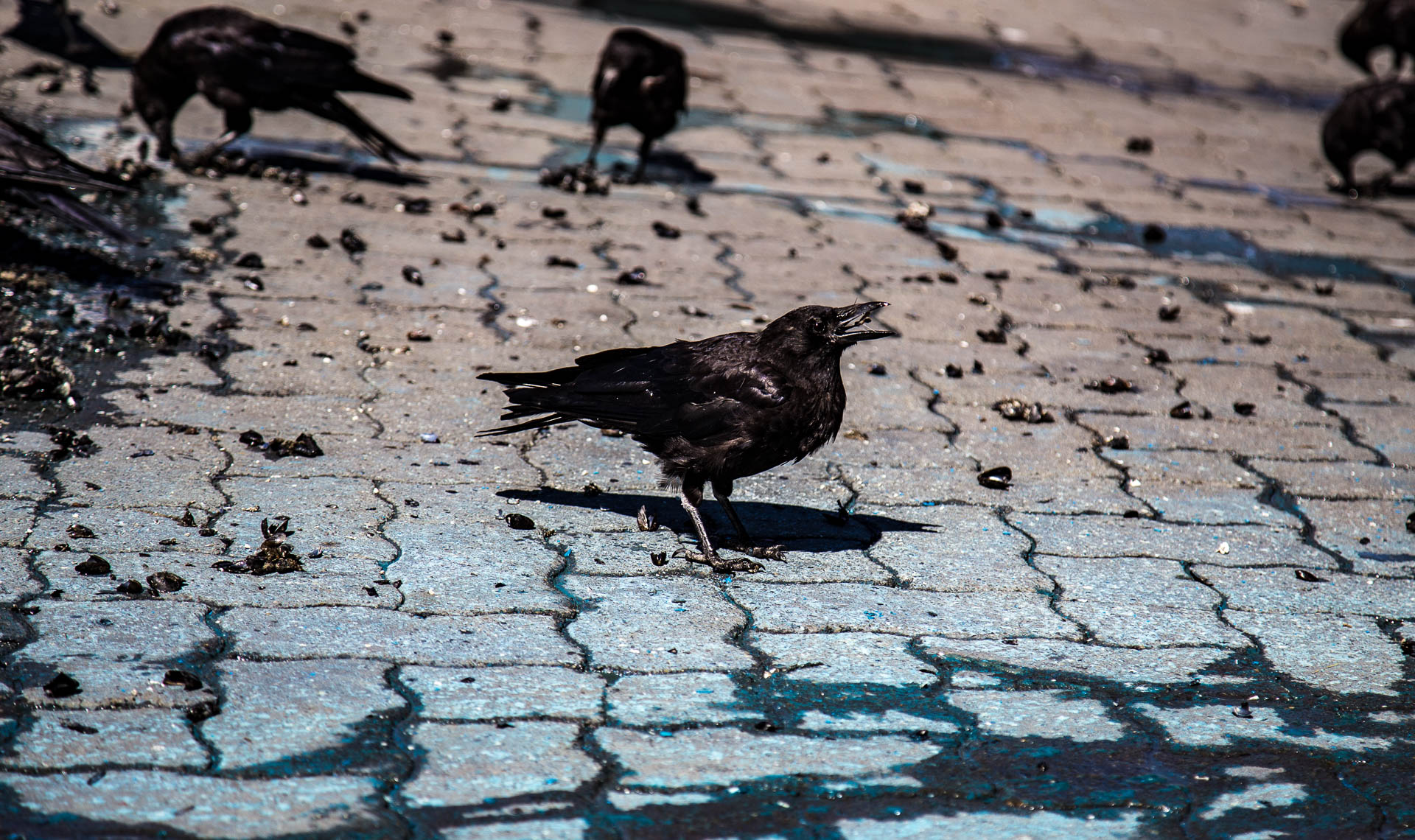 jetwash-crow