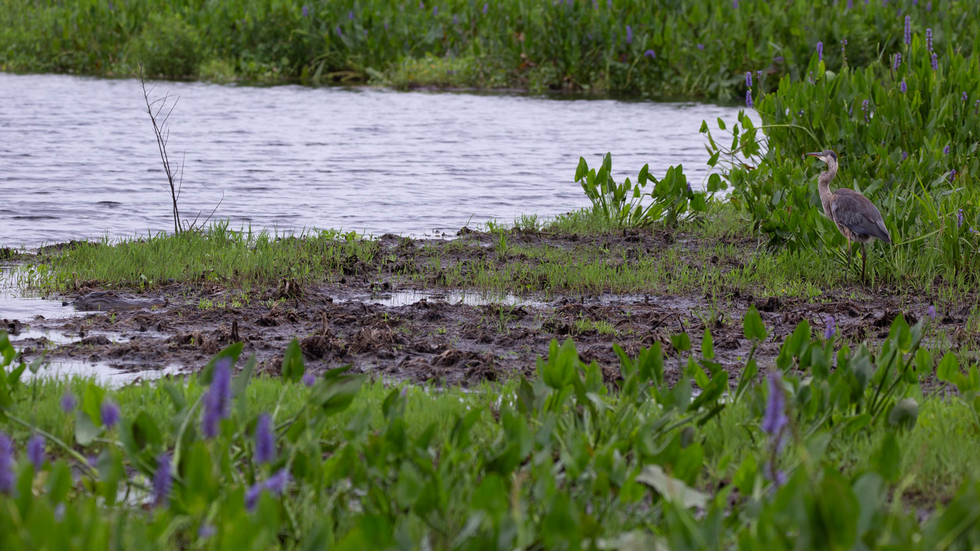 spot-the-gator
