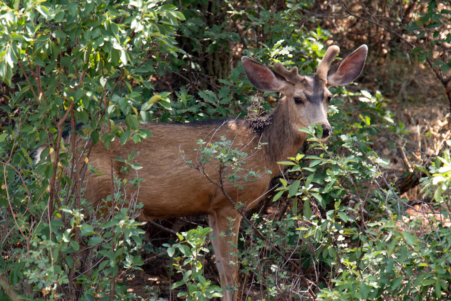 elk