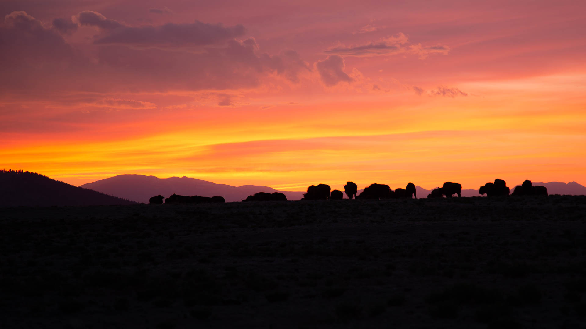 bison-herd