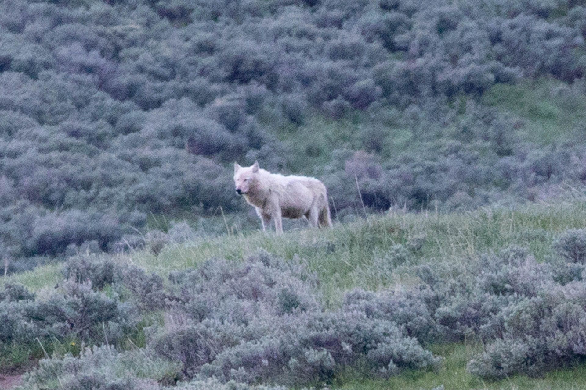 Bears, Otters, Wolves and Mammoths
