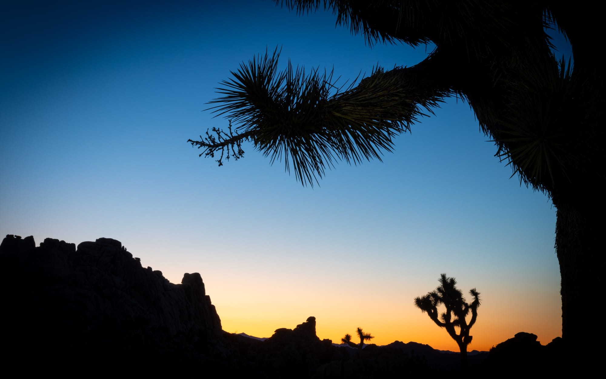 Joshua Tree NP at Sunset - March 2024 - Alex Kretzschmar